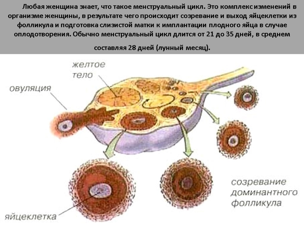 Любая женщина знает, что такое менструальный цикл. Это комплекс изменений в организме женщины, в